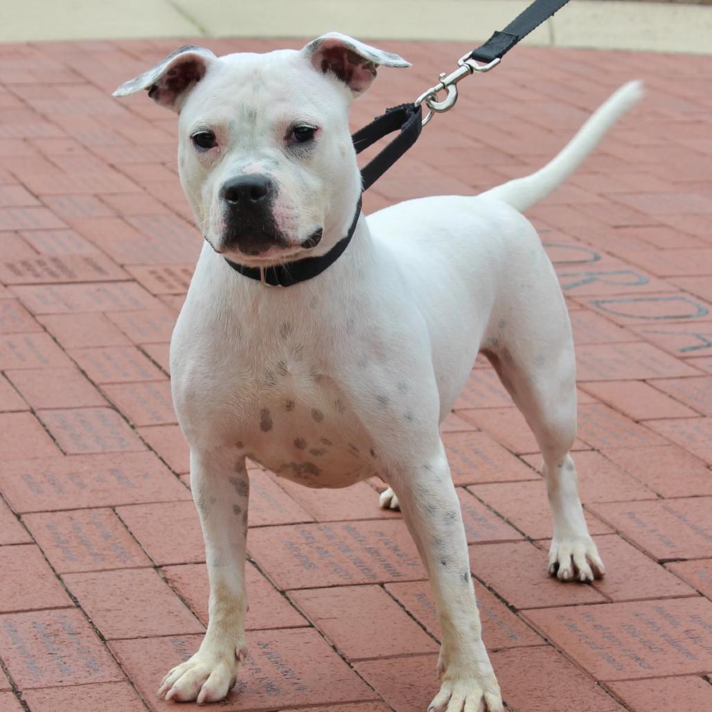 Enlarge Mona Lisa, a Adoptable Mixed Breed in Hinsdale, IL image 3/5