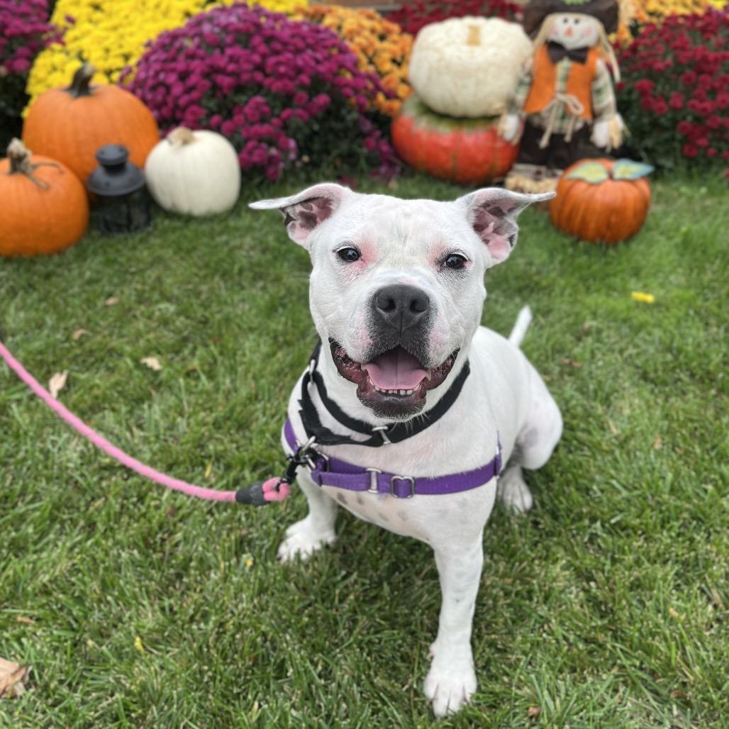 Enlarge Mona Lisa, a Adoptable Mixed Breed in Hinsdale, IL image 5/5