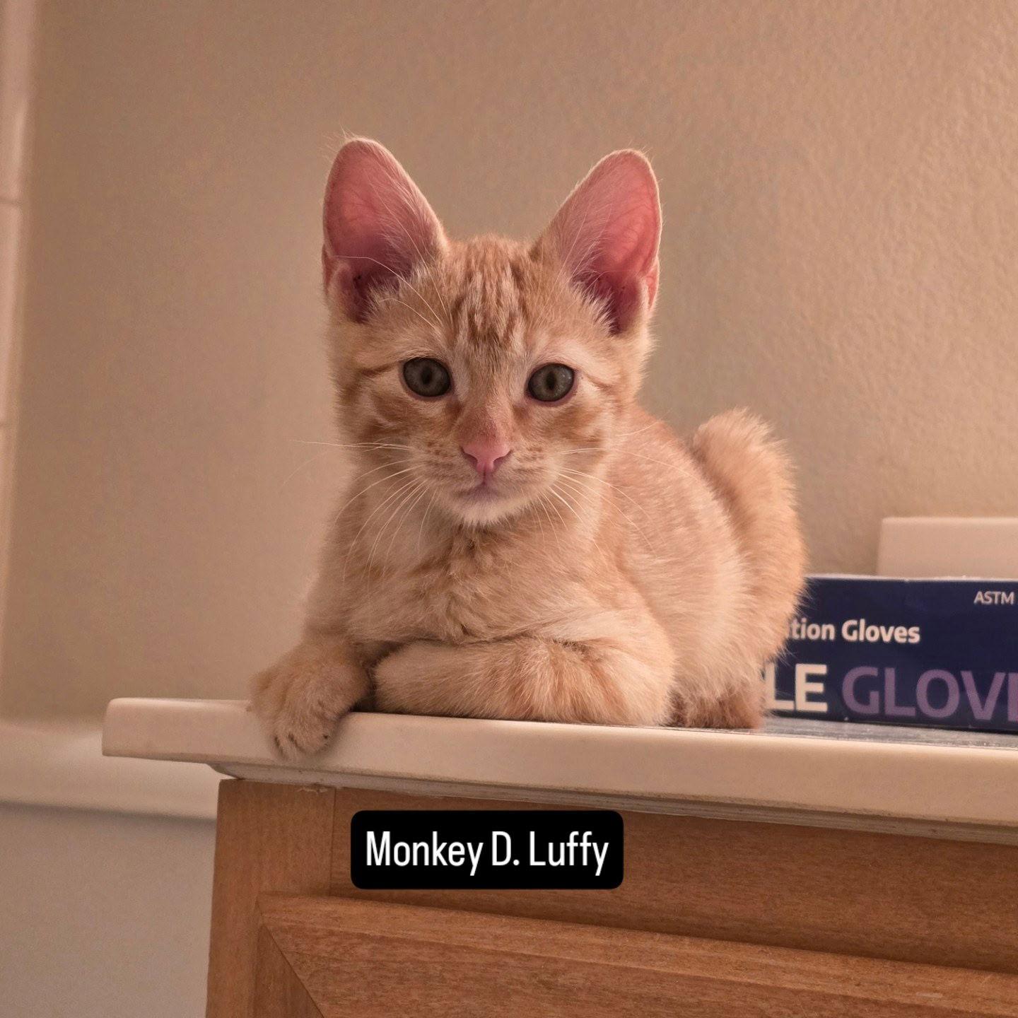 Enlarge Luffy, a Adopted Domestic Short Hair in Prosper, TX image 1/1