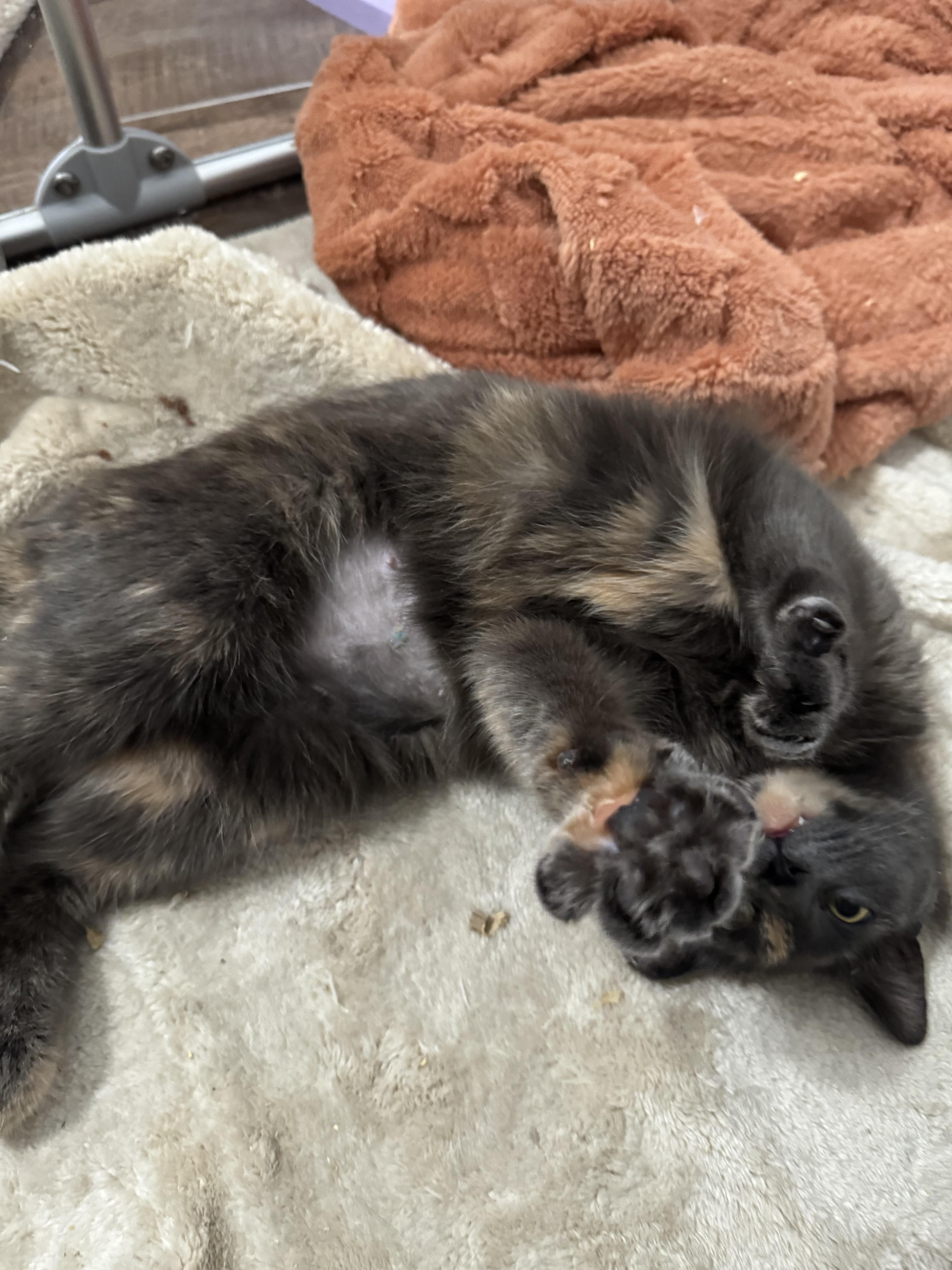 Enlarge Candy, a Adoptable Domestic Short Hair in West Berlin, NJ image 3/6