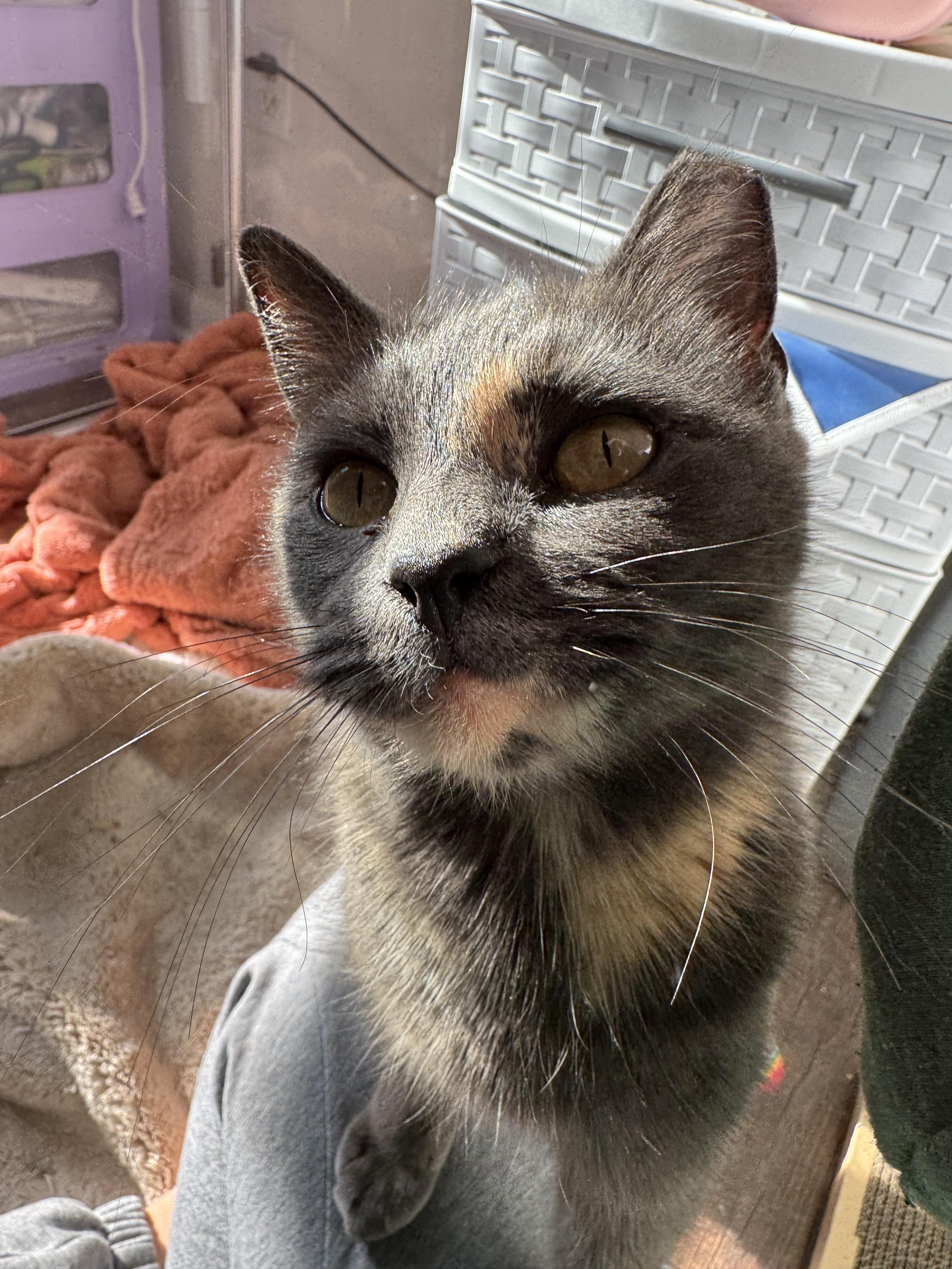 Enlarge Candy, a Adoptable Domestic Short Hair in West Berlin, NJ image 4/6