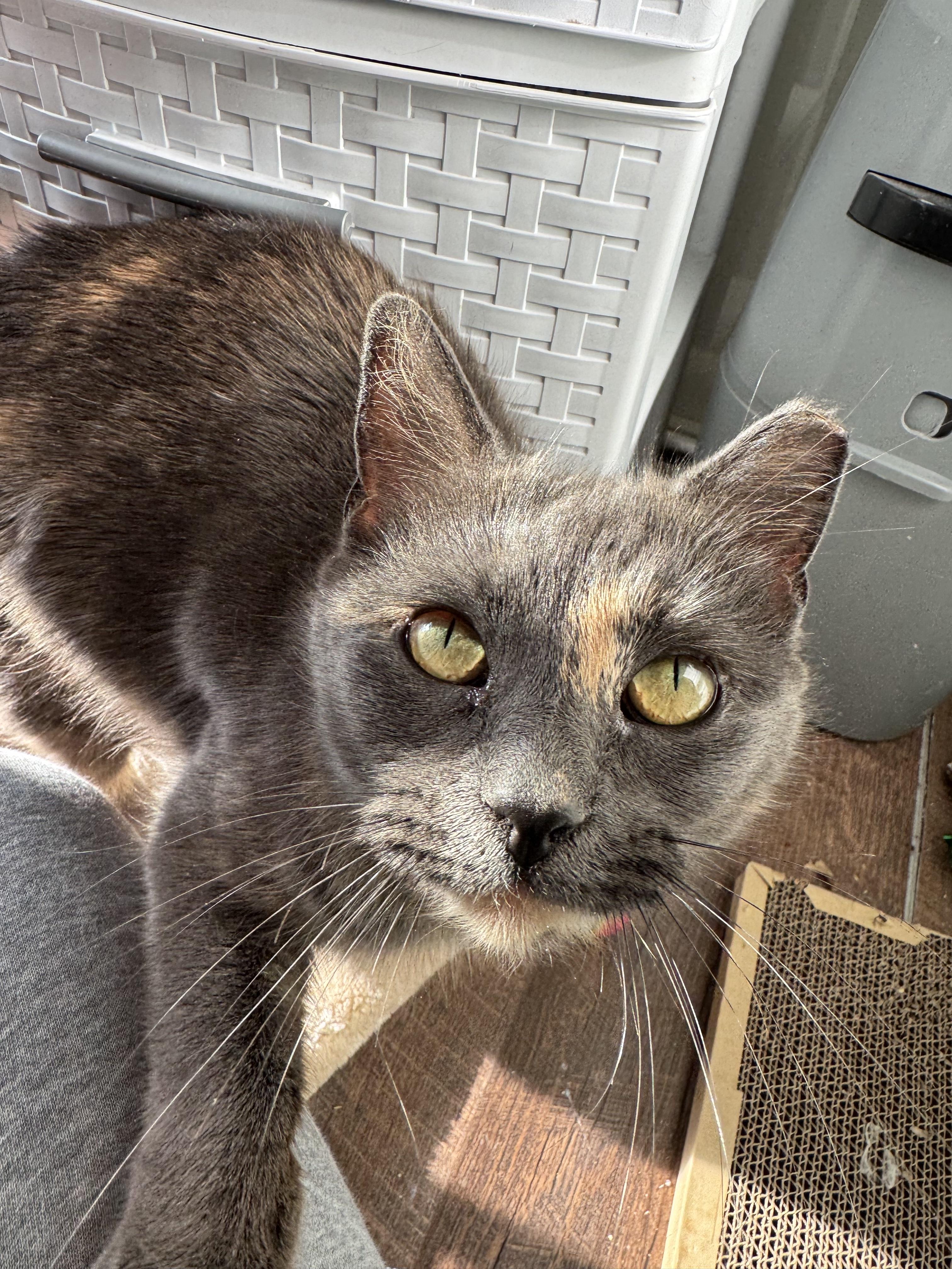 Enlarge Candy, a Adoptable Domestic Short Hair in West Berlin, NJ image 5/6