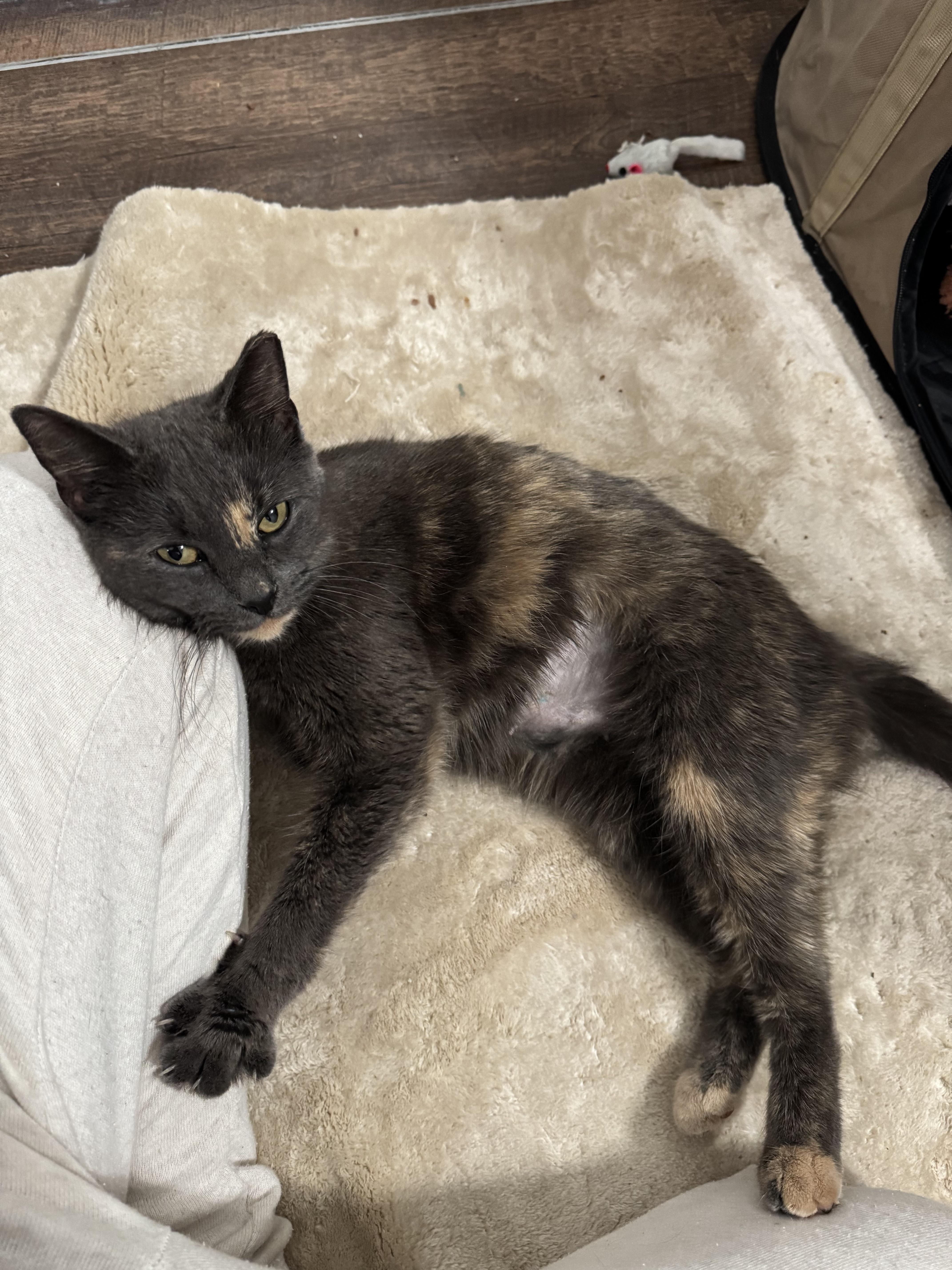 Enlarge Candy, a Adoptable Domestic Short Hair in West Berlin, NJ image 2/6