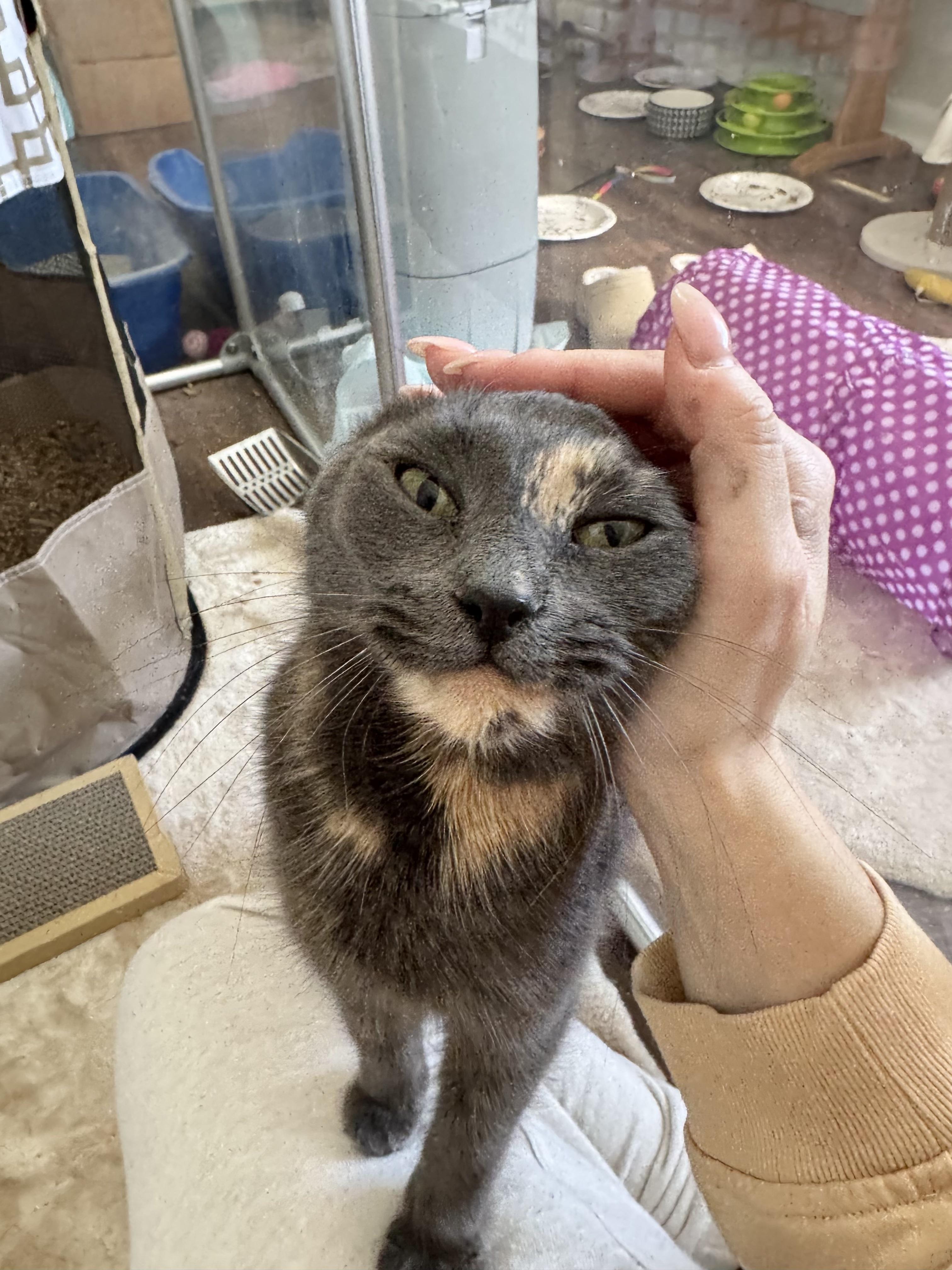 Enlarge Candy, a Adoptable Domestic Short Hair in West Berlin, NJ image 6/6