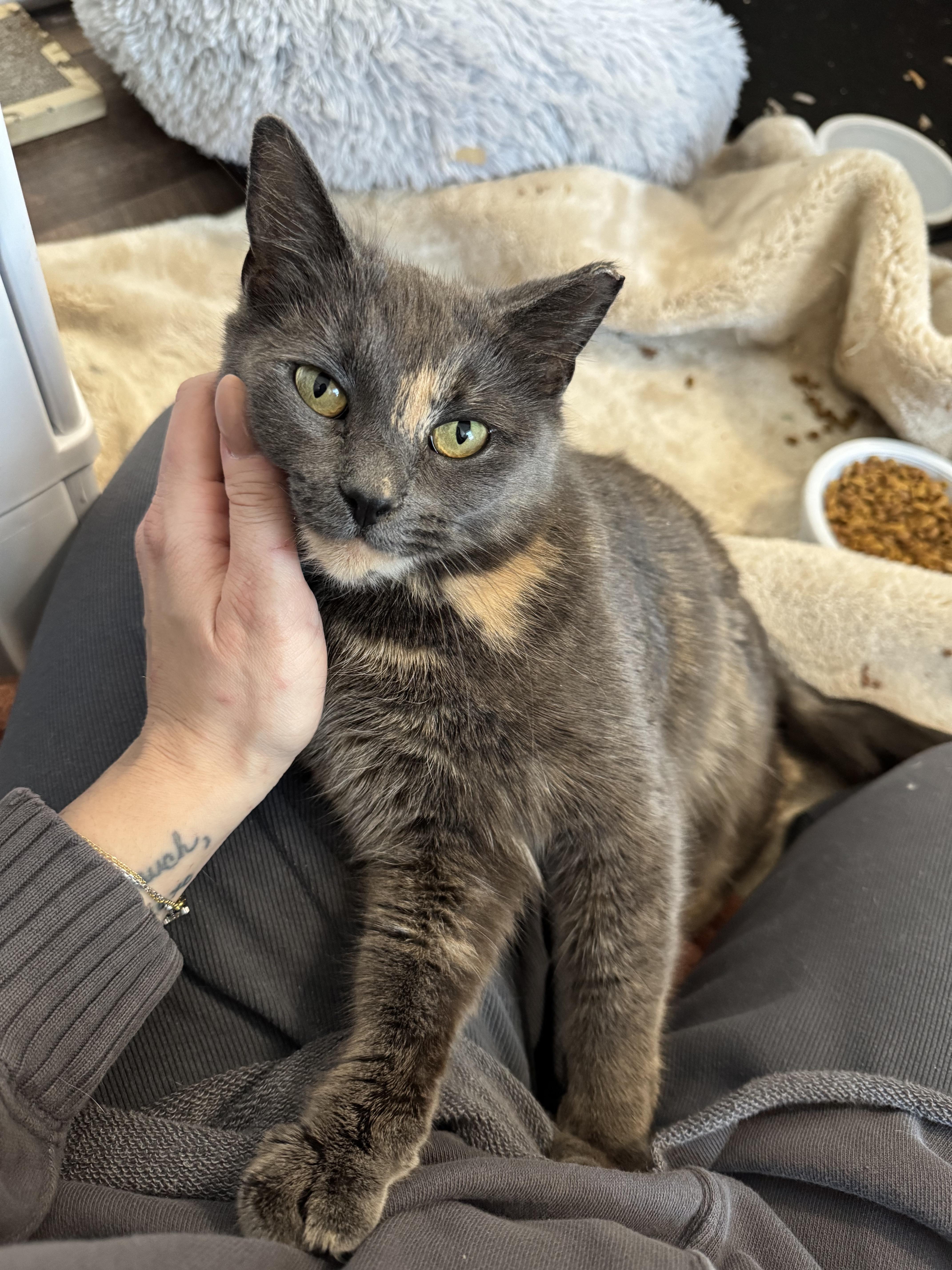 Enlarge Candy, a Adoptable Domestic Short Hair in West Berlin, NJ image 1/6