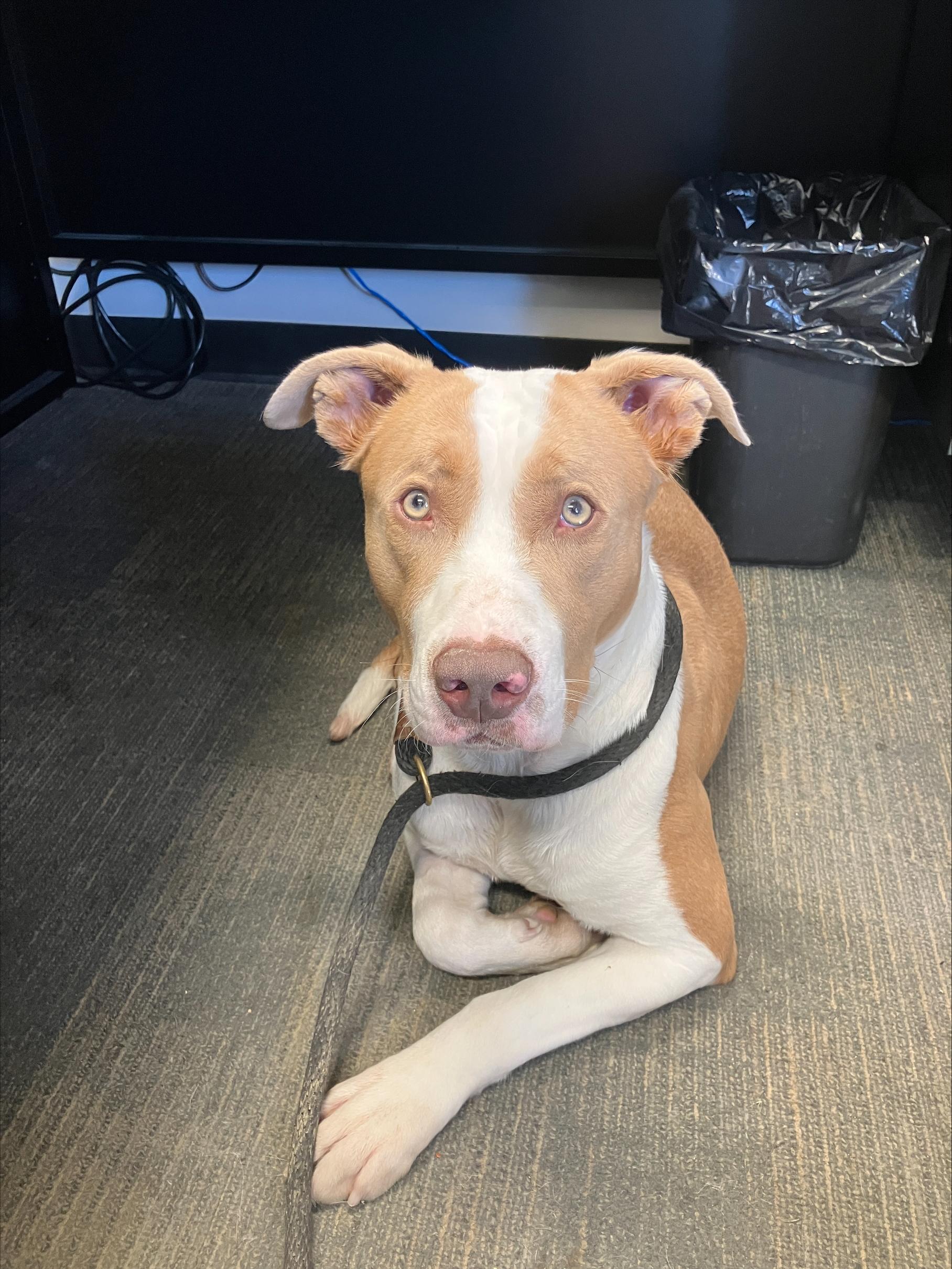 Chet, an adoptable American Bulldog, Mastiff in Winnipeg, MB, R3E 3N8 | Photo Image 6