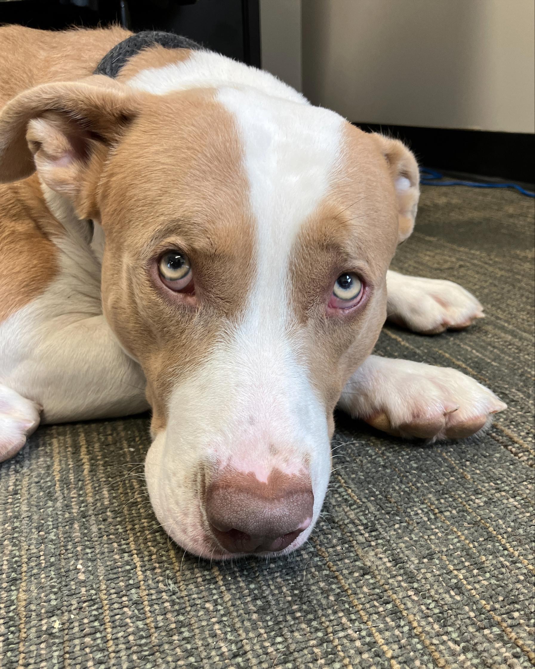 Chet, an adoptable American Bulldog, Mastiff in Winnipeg, MB, R3E 3N8 | Photo Image 2