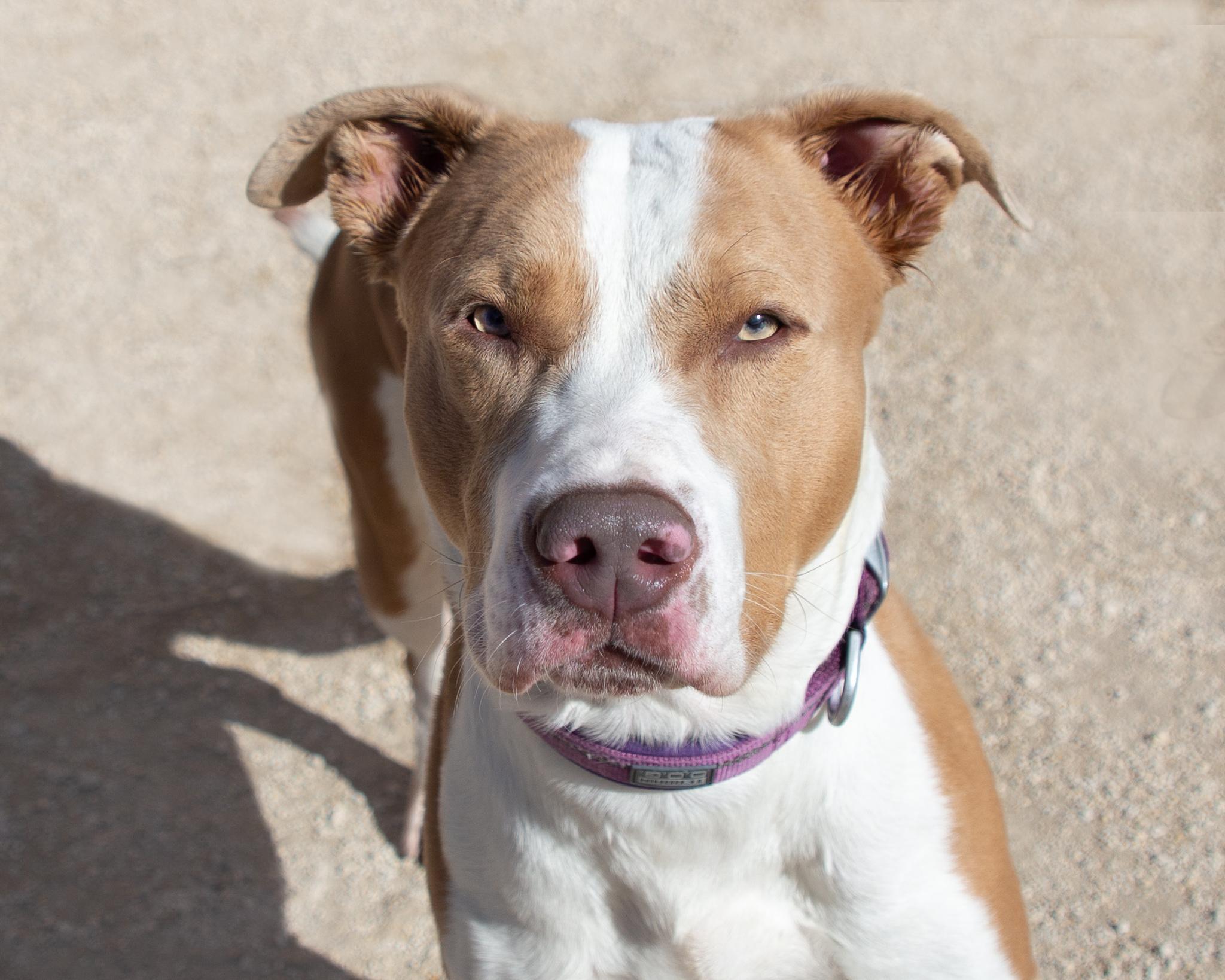 Chet, an adoptable American Bulldog, Mastiff in Winnipeg, MB, R3E 3N8 | Photo Image 1