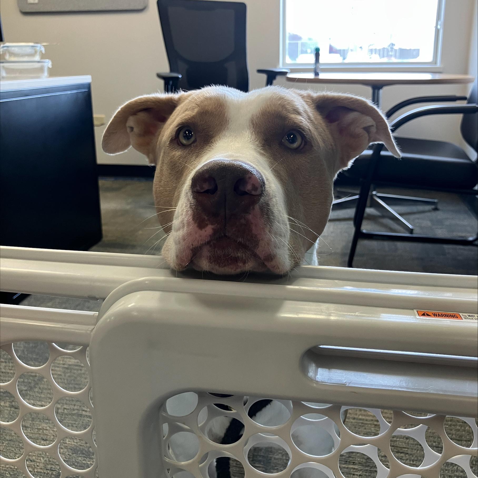Chet, an adoptable American Bulldog, Mastiff in Winnipeg, MB, R3E 3N8 | Photo Image 4