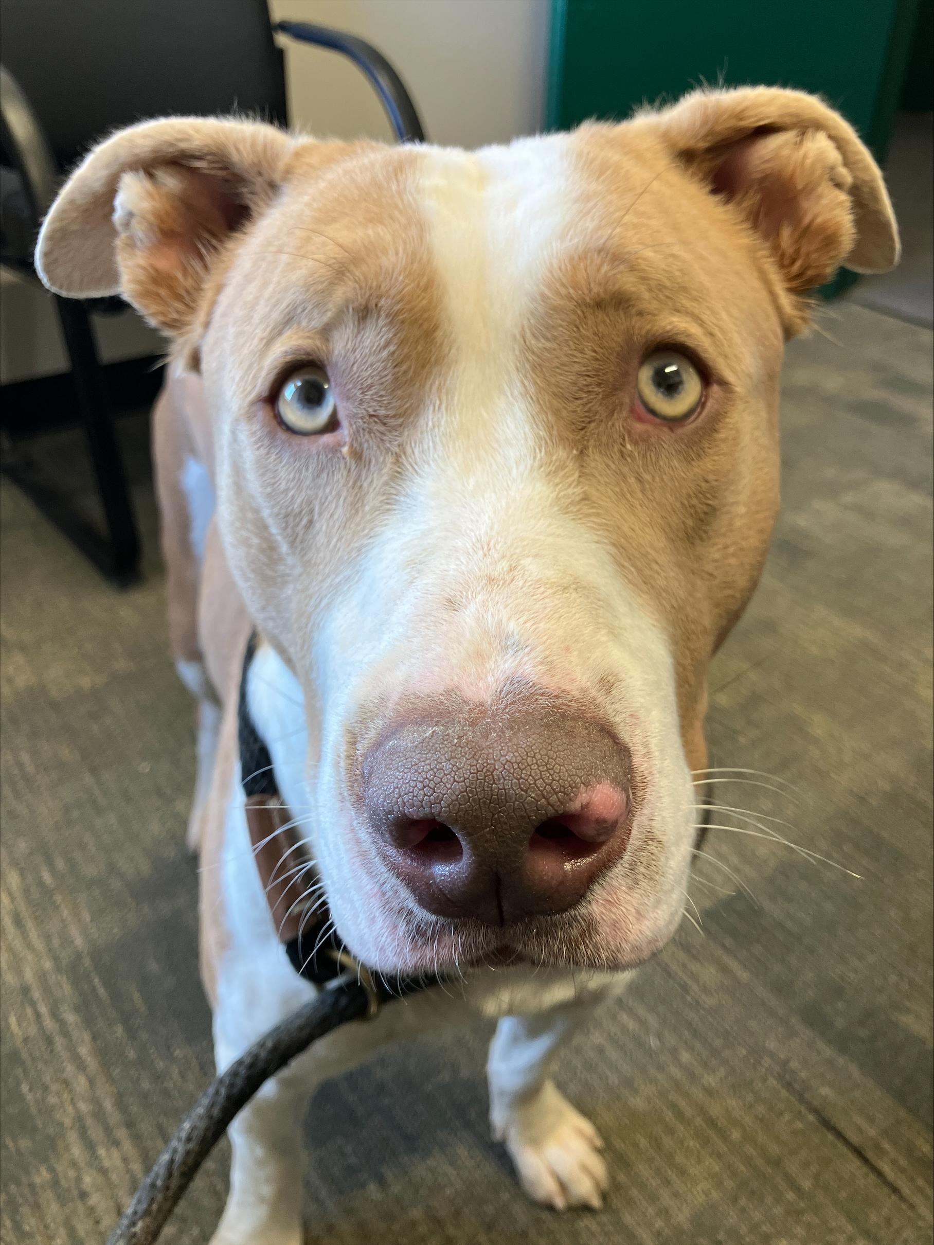 Chet, an adoptable American Bulldog, Mastiff in Winnipeg, MB, R3E 3N8 | Photo Image 5
