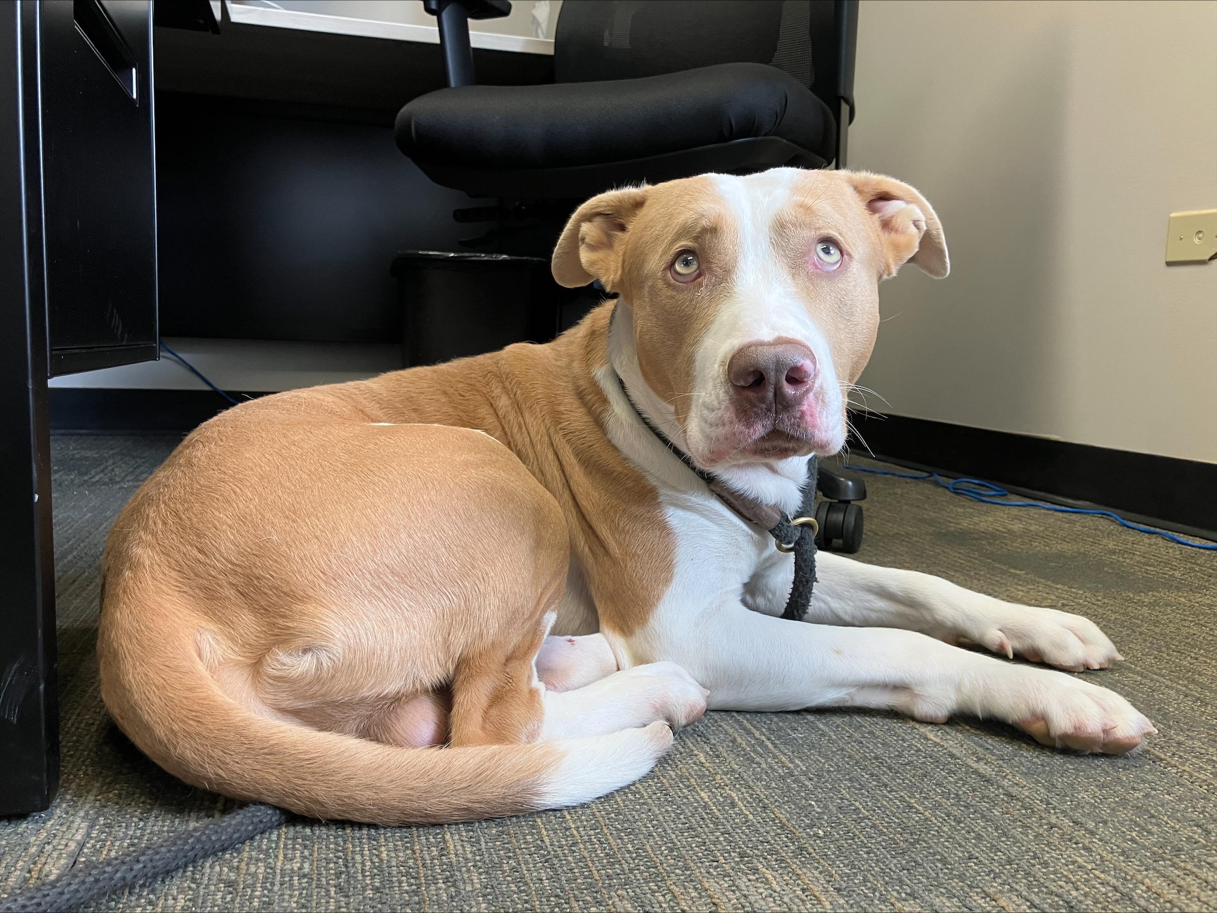 Chet, an adoptable American Bulldog, Mastiff in Winnipeg, MB, R3E 3N8 | Photo Image 3