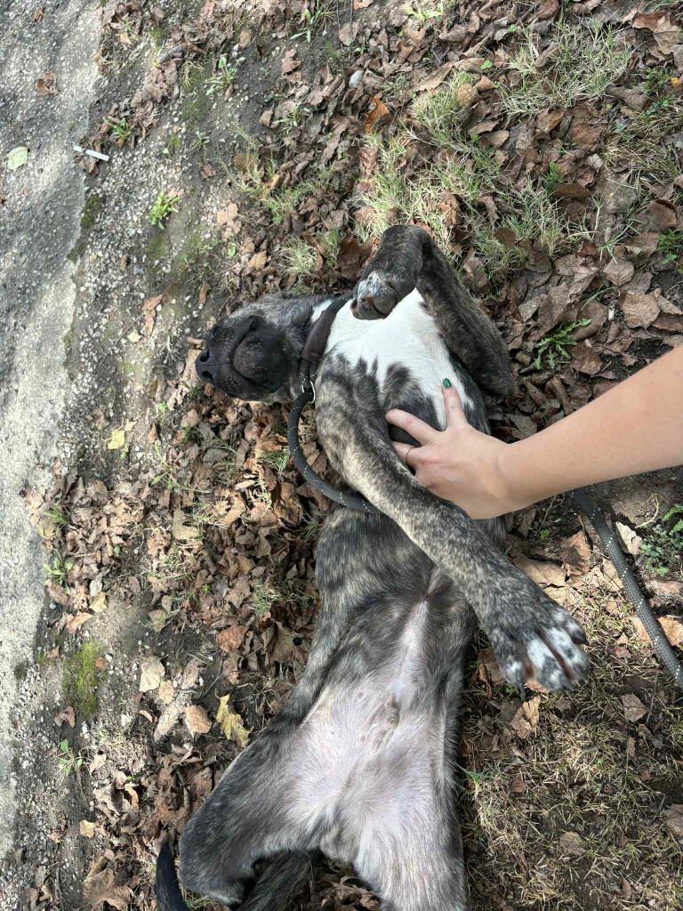 Queso, a Adoptable mixed breed in Dyersburg, TN image 2/5