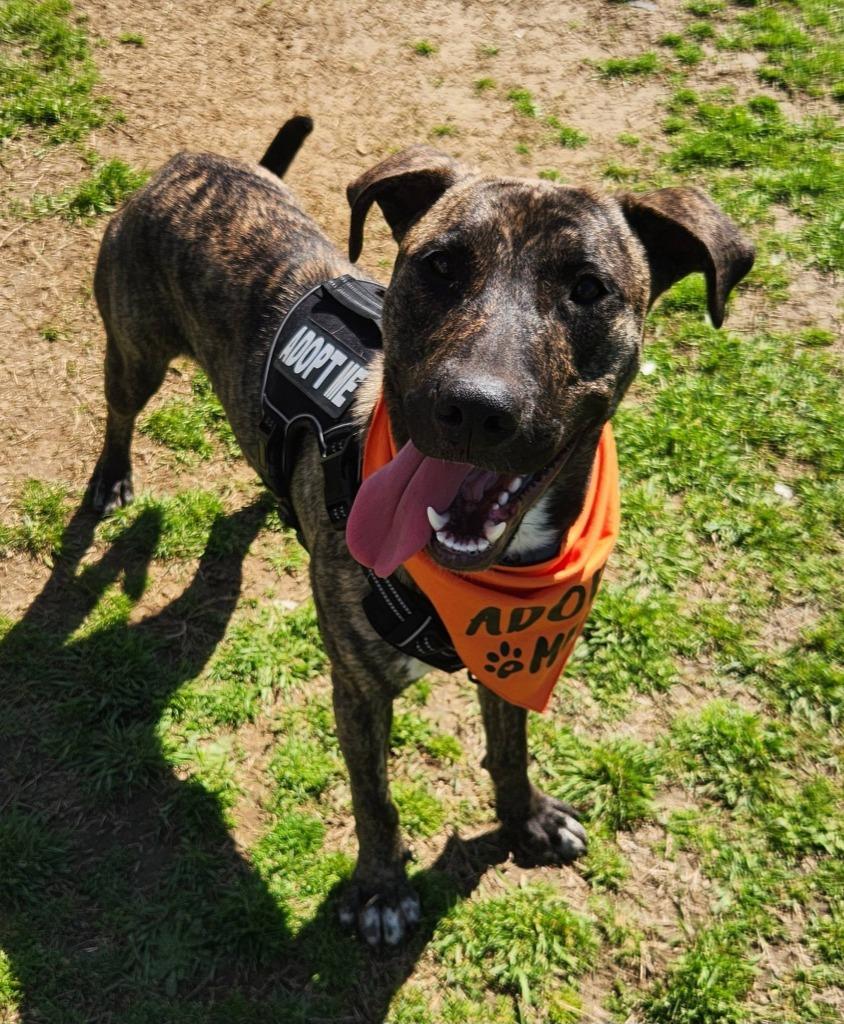 Enlarge Queso, a Adoptable mixed breed in Dyersburg, TN image 4/6