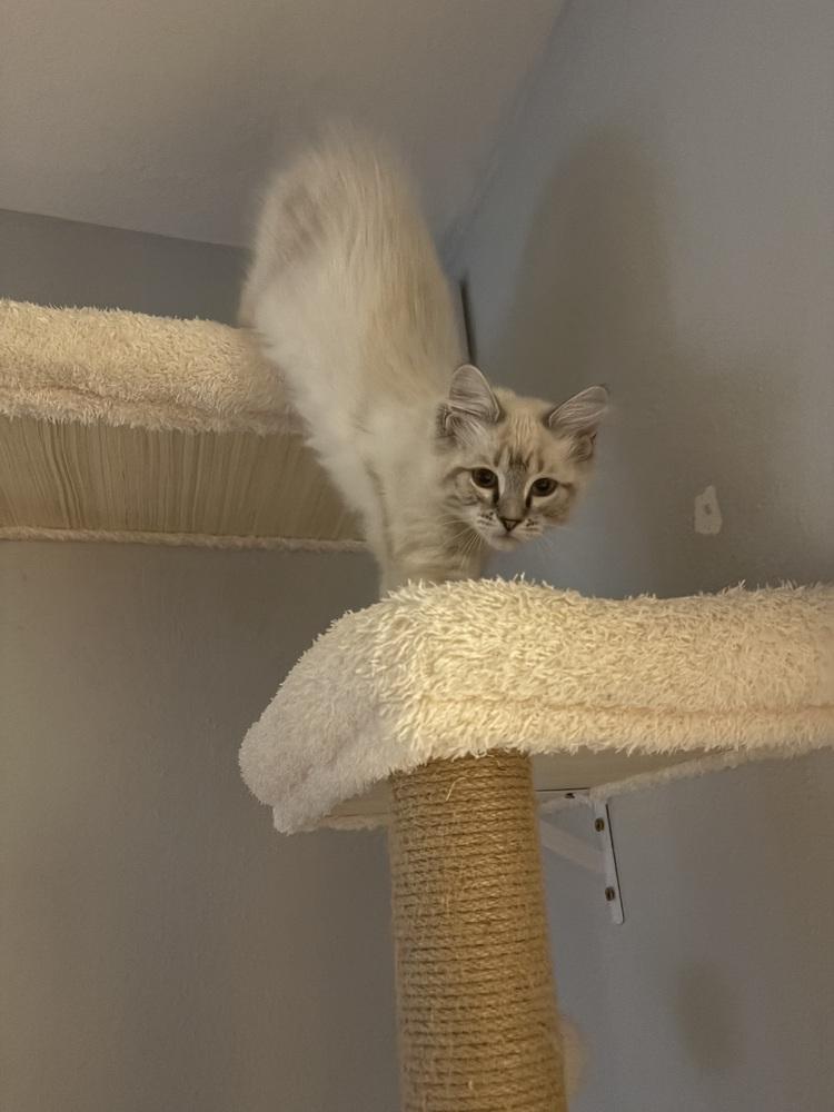 Enlarge Fluffy aka Fluffernutter, a Adopted Domestic Long Hair in Virginia Beach, VA image 1/1