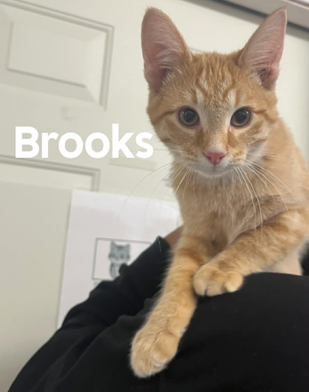 Enlarge Brooks, a ADOPTABLE American Shorthair in Quincy, MI image 1/1