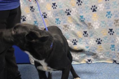 Enlarge Daisy, a Adoptable mixed breed in Kenansville, NC image 1/3