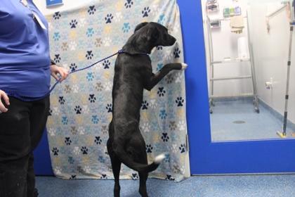Enlarge Daisy, a Adoptable mixed breed in Kenansville, NC image 2/3