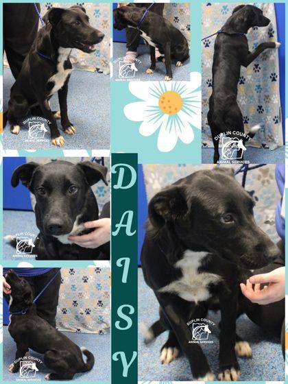 Enlarge Daisy, a Adoptable mixed breed in Kenansville, NC image 3/3