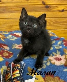 Mason, Adoptable, Kitten Male Domestic Short Hair.