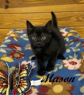 Mason, a Adoptable Domestic Short Hair in Southern Pines, NC image 2/3