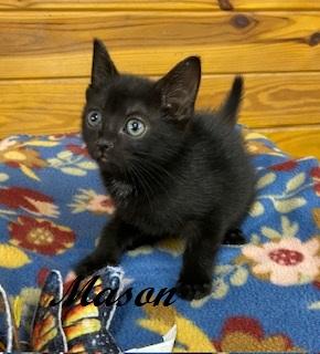 Mason, a Adoptable Domestic Short Hair in Southern Pines, NC image 3/3