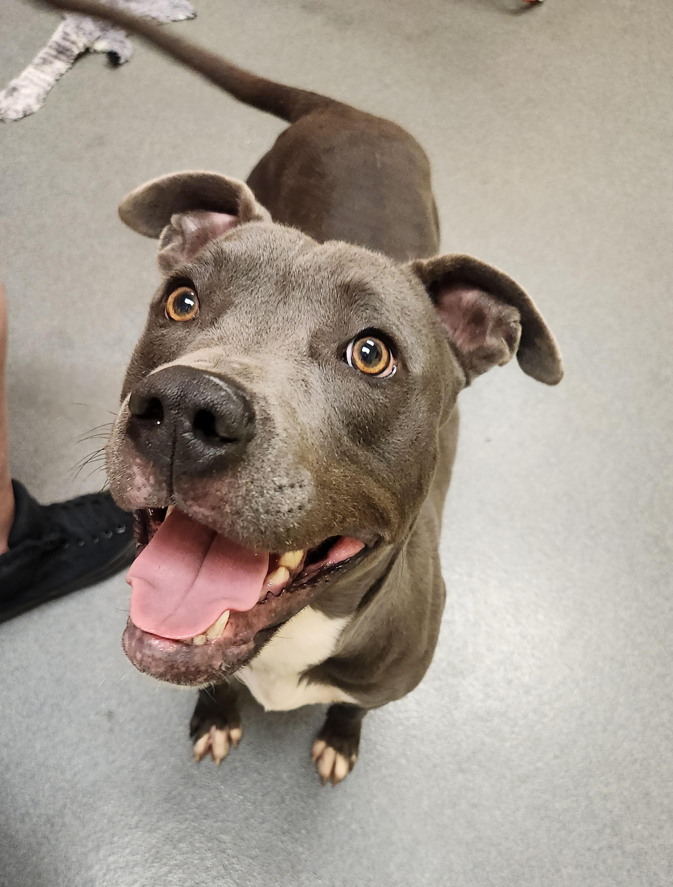 Milo - IN FOSTER CARE staff favorite!, a Adoptable mixed breed in Amherst, VA image 3/6