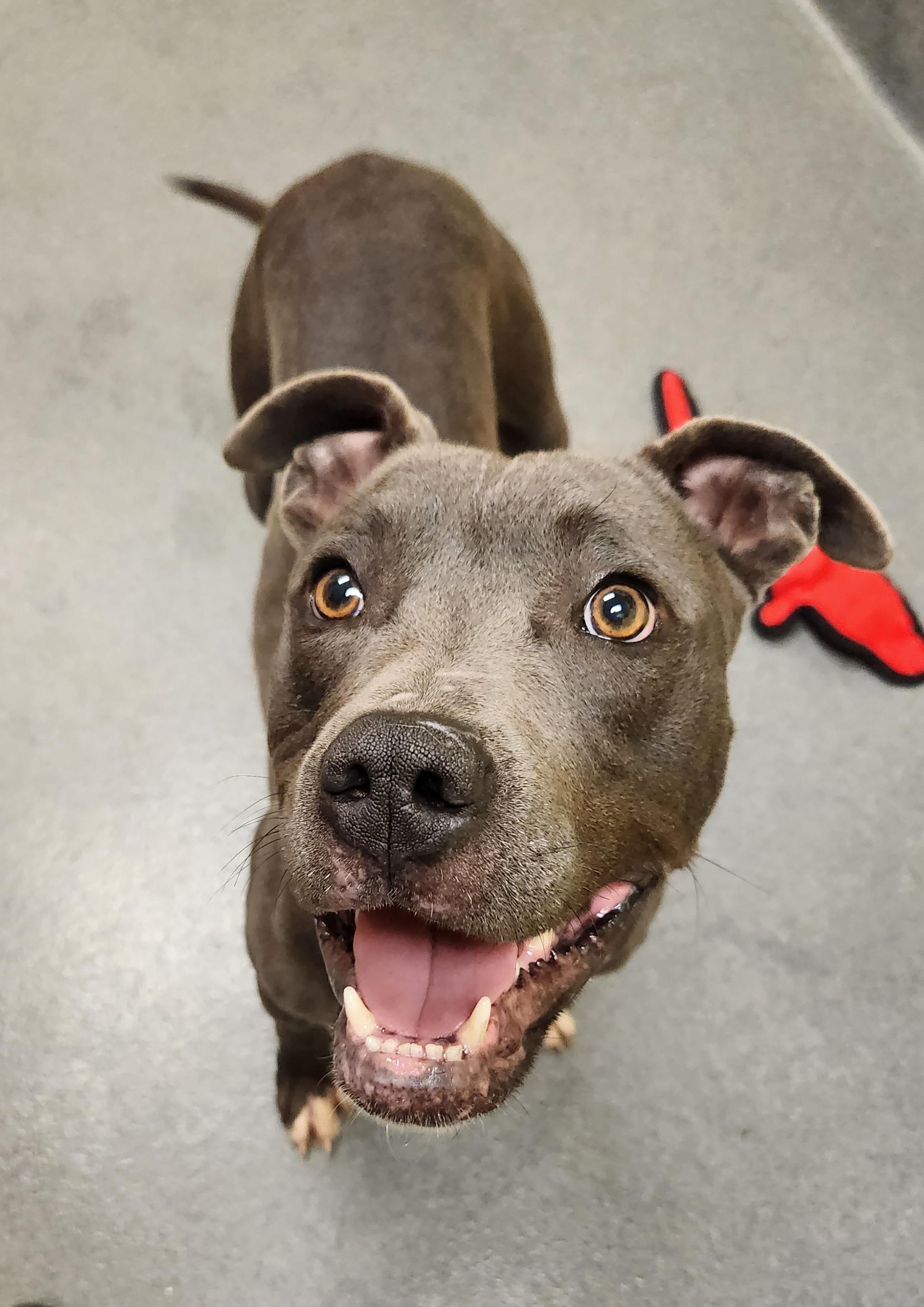 Milo - IN FOSTER CARE staff favorite!, a Adoptable mixed breed in Amherst, VA image 4/6