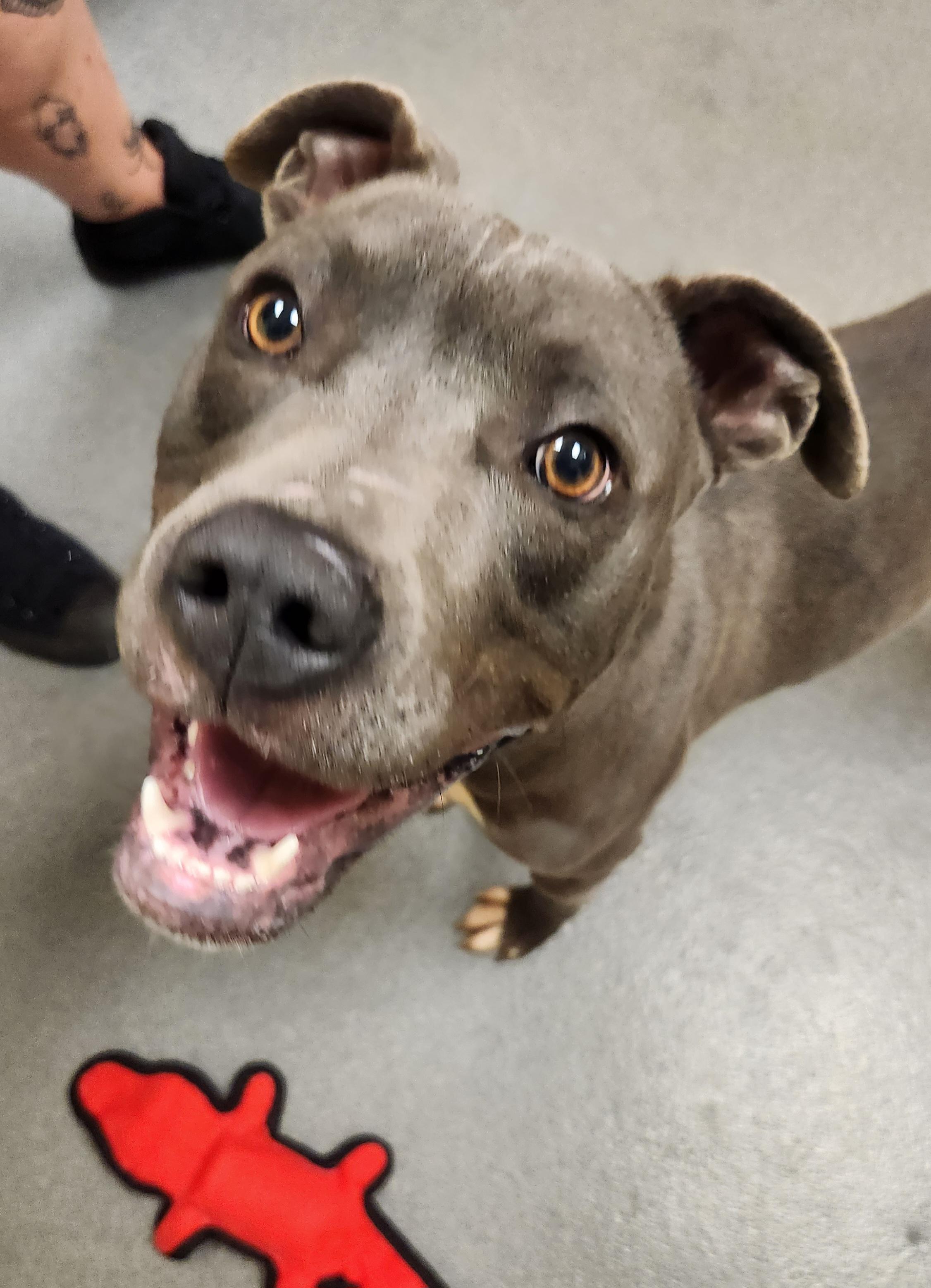 Milo - IN FOSTER CARE staff favorite!, a Adoptable mixed breed in Amherst, VA image 5/6