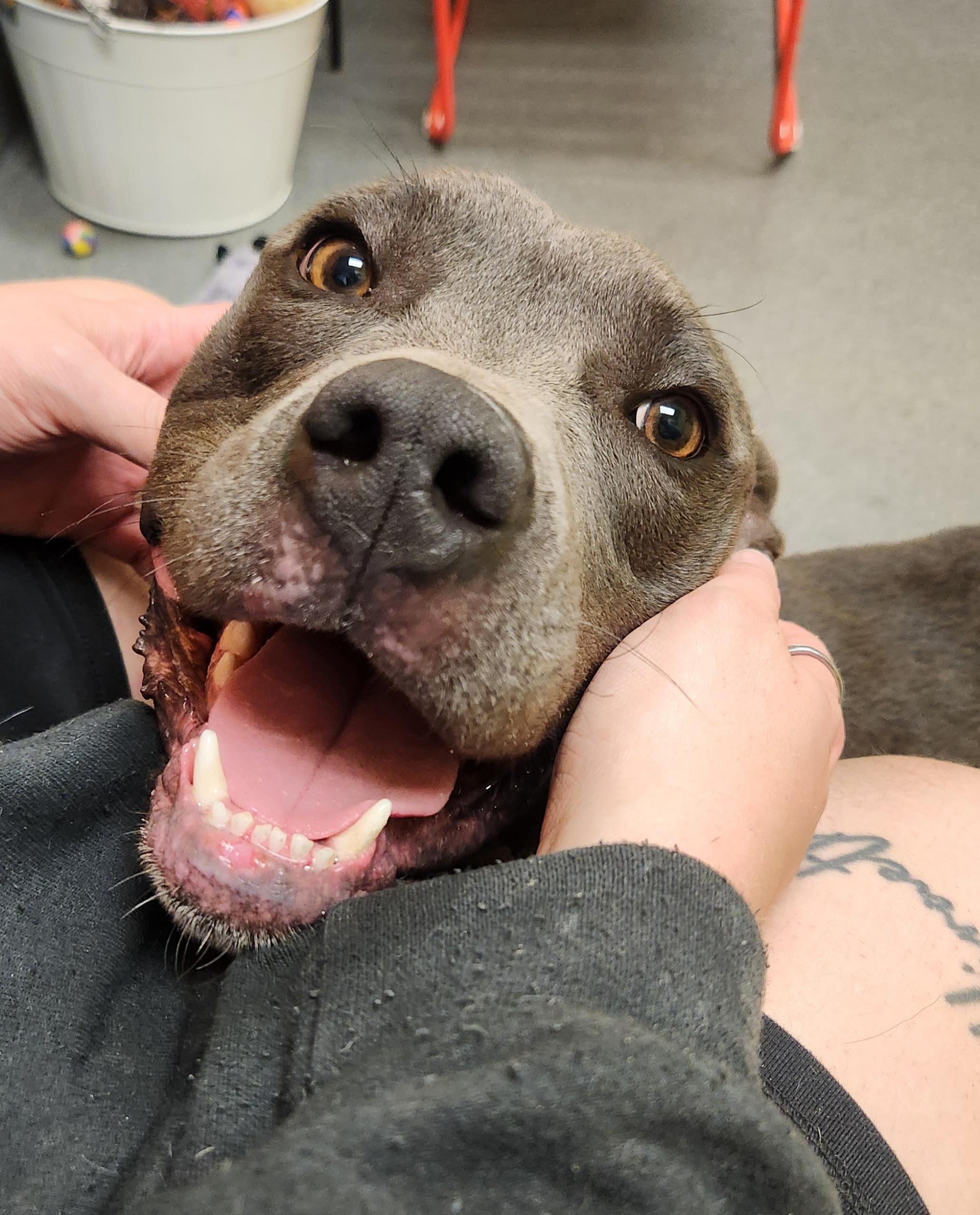 Milo - IN FOSTER CARE staff favorite!, a Adoptable mixed breed in Amherst, VA image 2/6