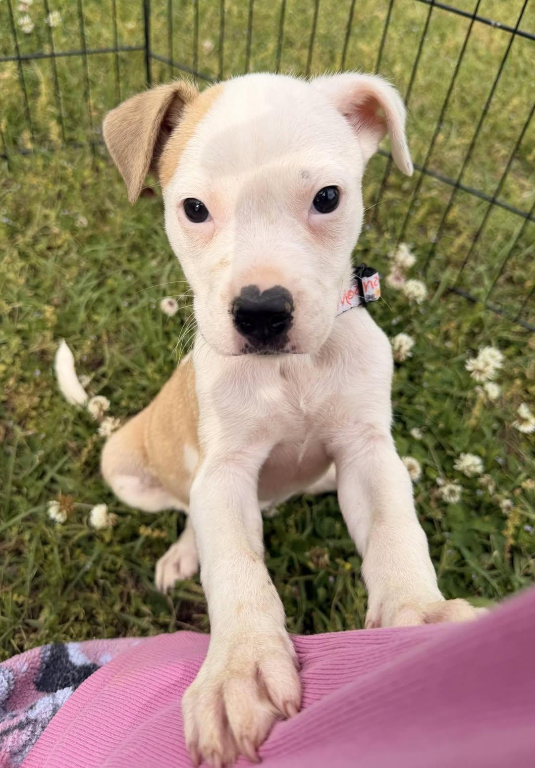 Noka, Adoptable, Puppy Female Boxer & Terrier.