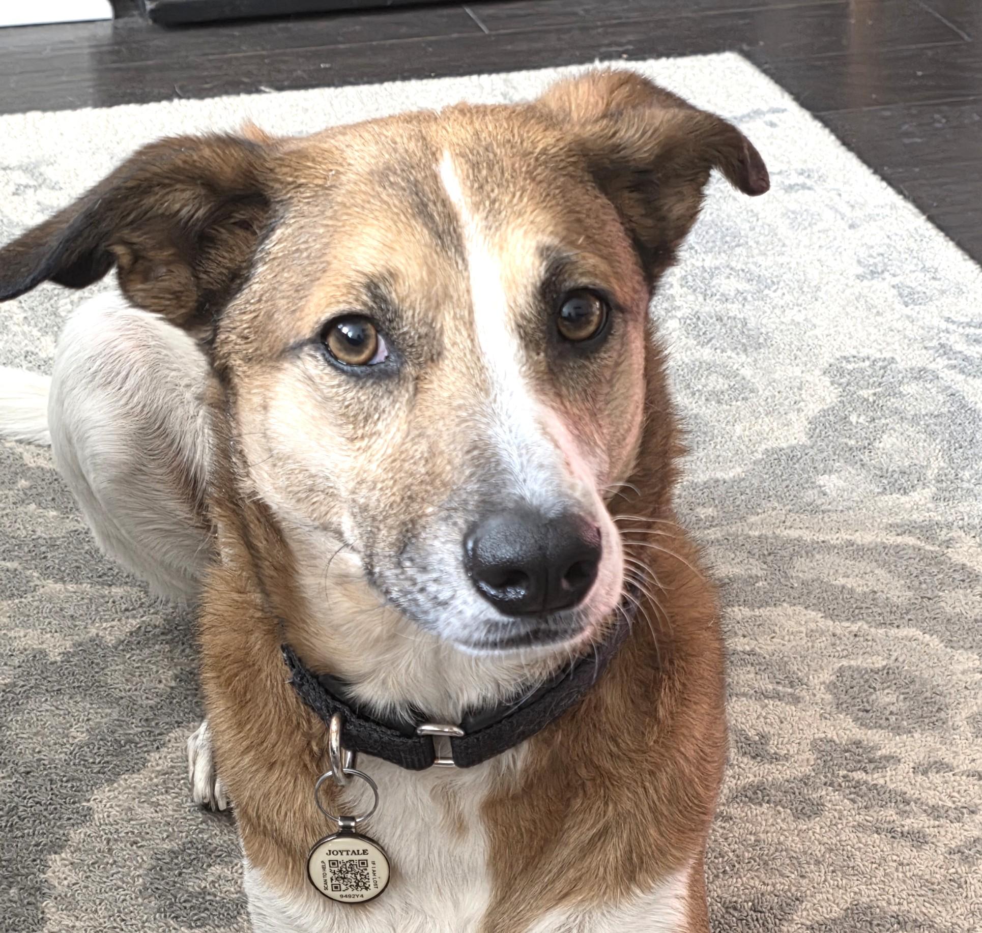 Fred (E1-2023 Litter) is available for adoption! (Courtesy Post) , ADOPTABLE, Adult Male Shepherd.