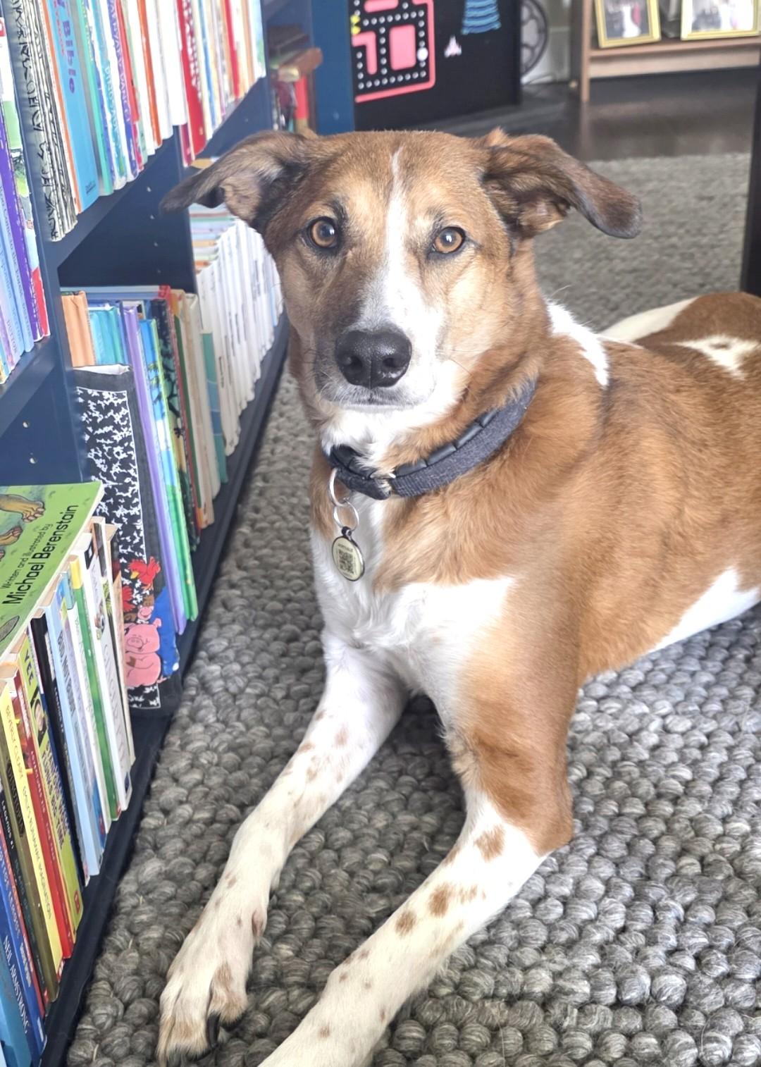 Fred (E1-2023 Litter) is available for adoption! (Courtesy Post) , a ADOPTABLE mixed breed in Frederick, MD image 5/6