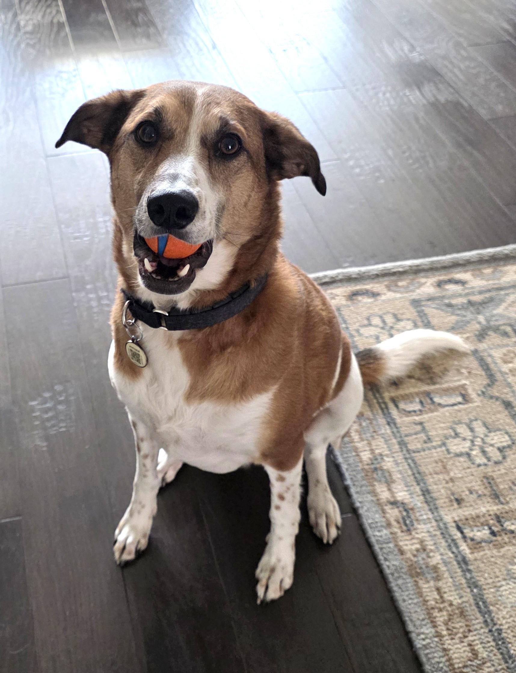 Fred (E1-2023 Litter) is available for adoption! (Courtesy Post) , a ADOPTABLE mixed breed in Frederick, MD image 2/6