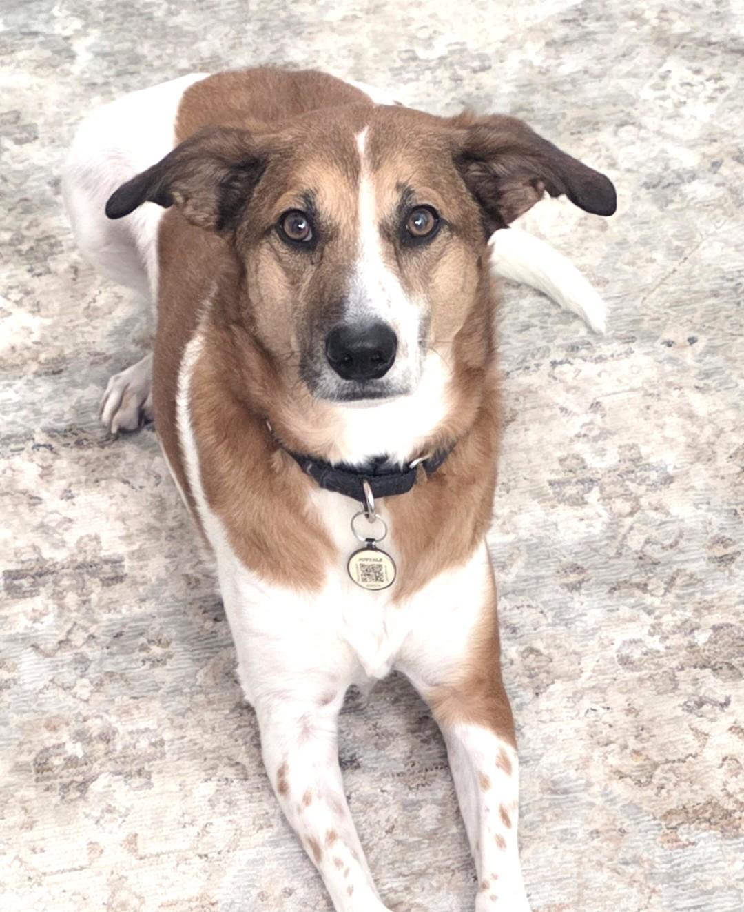 Fred (E1-2023 Litter) is available for adoption! (Courtesy Post) , a ADOPTABLE mixed breed in Frederick, MD image 6/6