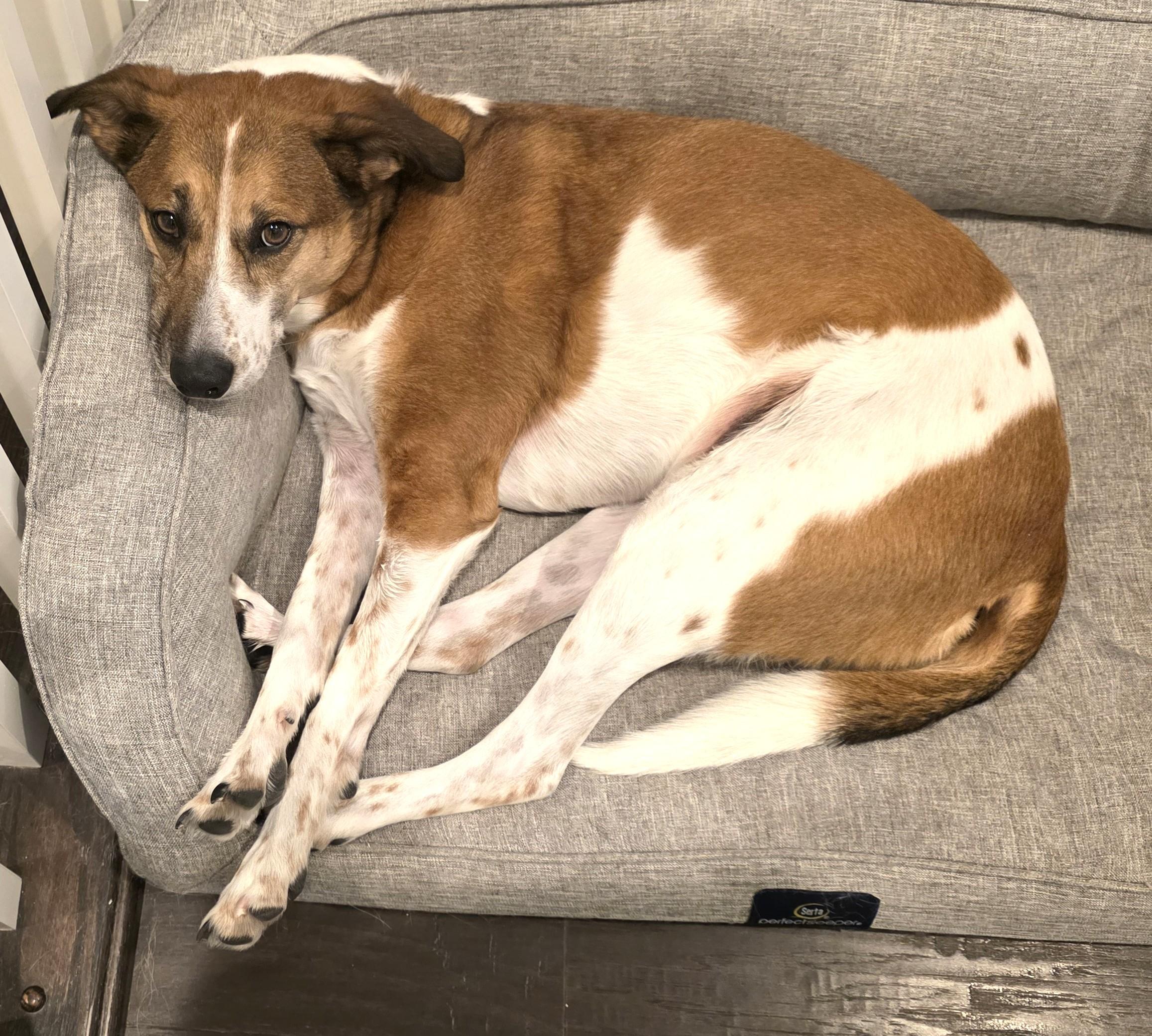 Fred (E1-2023 Litter) is available for adoption! (Courtesy Post) , a ADOPTABLE mixed breed in Frederick, MD image 3/6