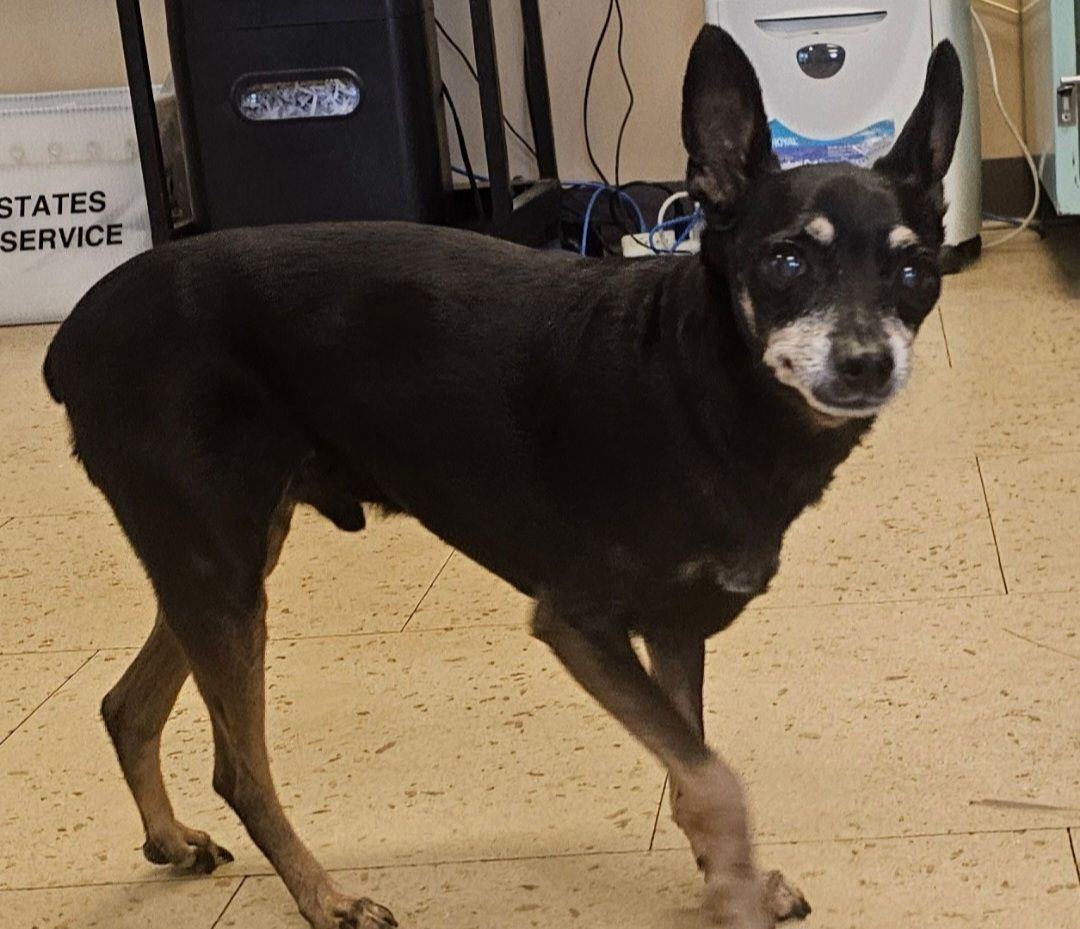 Min Pin, Adoptable, Adult Male Miniature Pinscher.