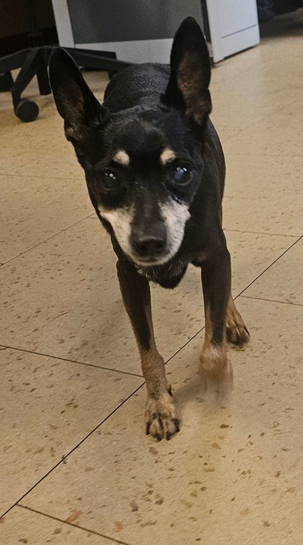 Min Pin, a Adoptable Miniature Pinscher in coral gables, FL image 2/2