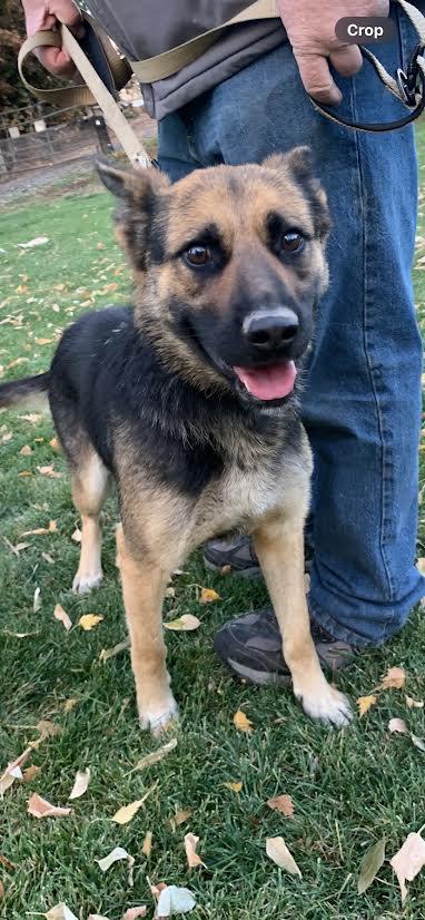 Cookie, a Adoptable mixed breed in Wasco, OR image 1/5