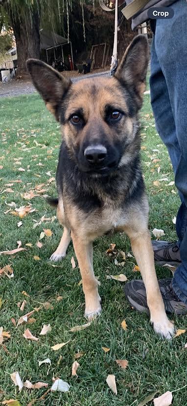 Cookie, a Adoptable mixed breed in Wasco, OR image 2/5