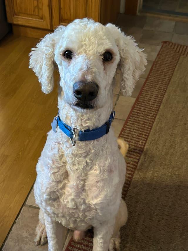 Presley, ADOPTABLE, Adult Male Goldendoodle.