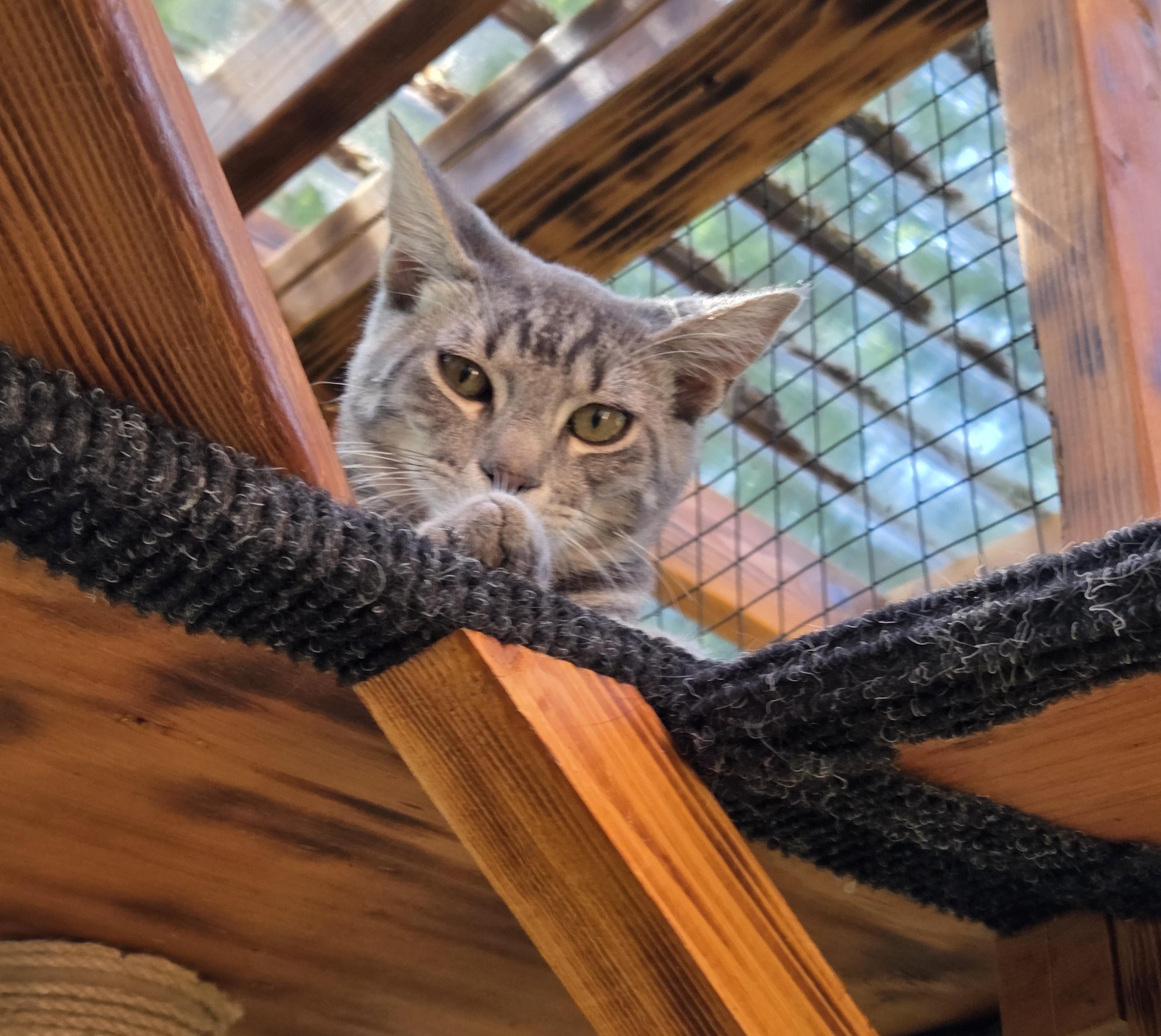 Pebbles Domestic Short Hair Cat