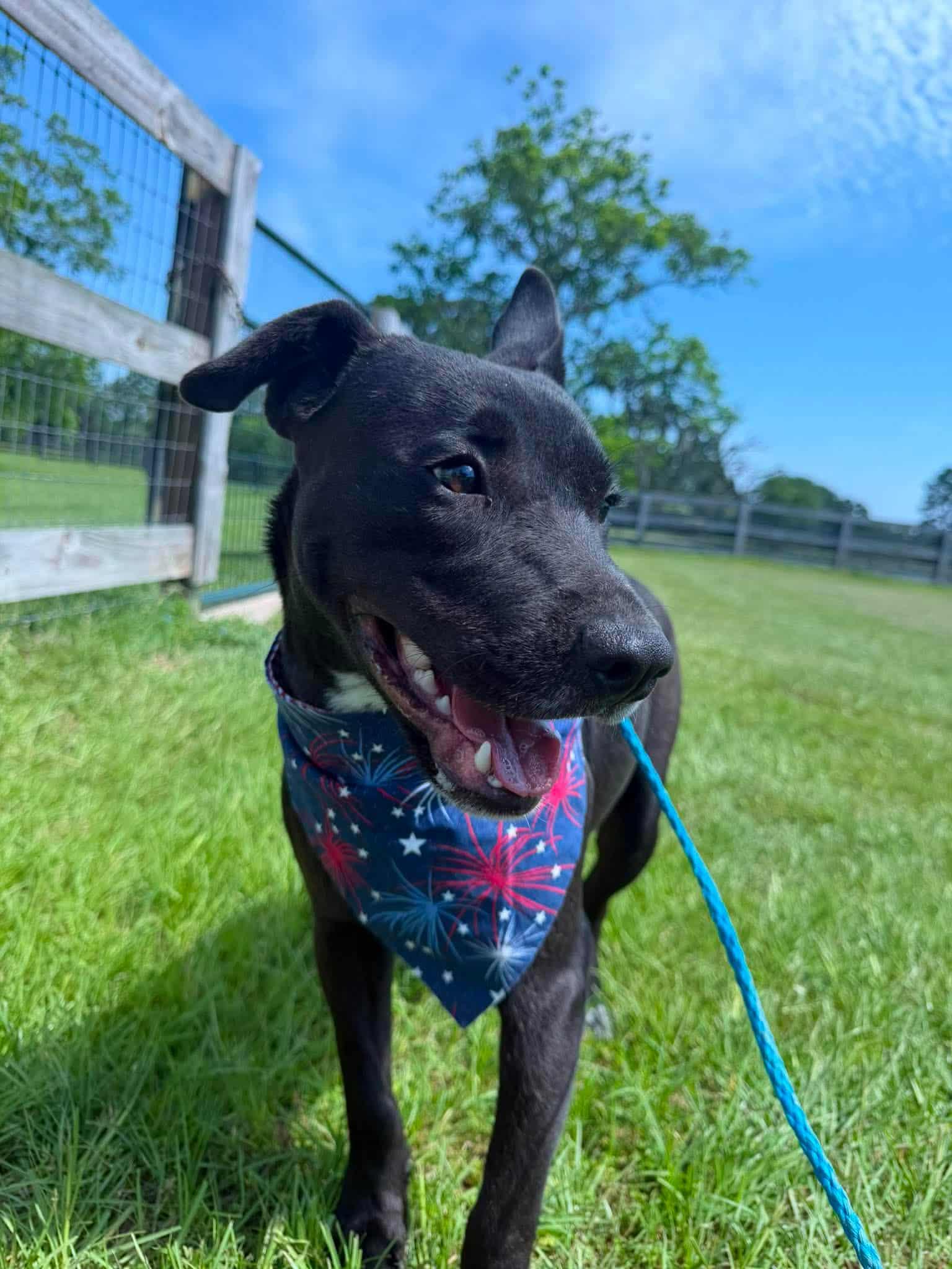 Enlarge JETT, a Adoptable mixed breed in Dix Hills, NY image 1/6
