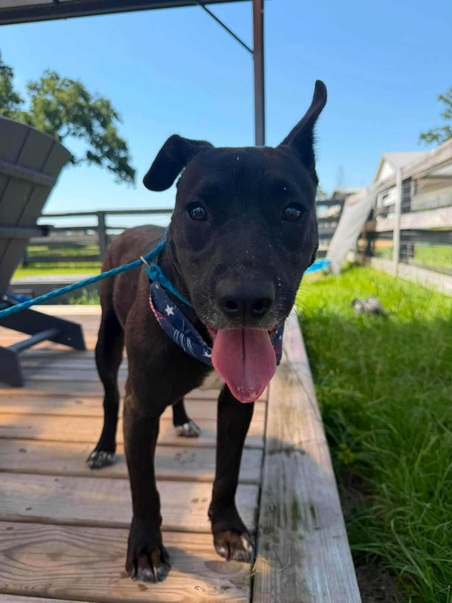 Enlarge JETT, a Adoptable mixed breed in Dix Hills, NY image 5/6