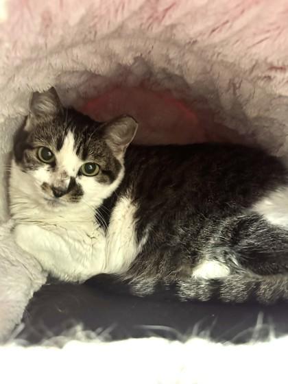 Big Momma, Adoptable, Adult Female Domestic Short Hair & Domestic Short Hair.