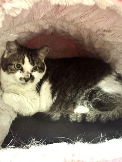Enlarge Big Momma, a Adoptable mixed breed in Palm Coast, FL image 2/3