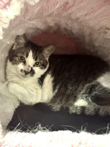 Enlarge Big Momma, a Adoptable mixed breed in Palm Coast, FL image 3/3
