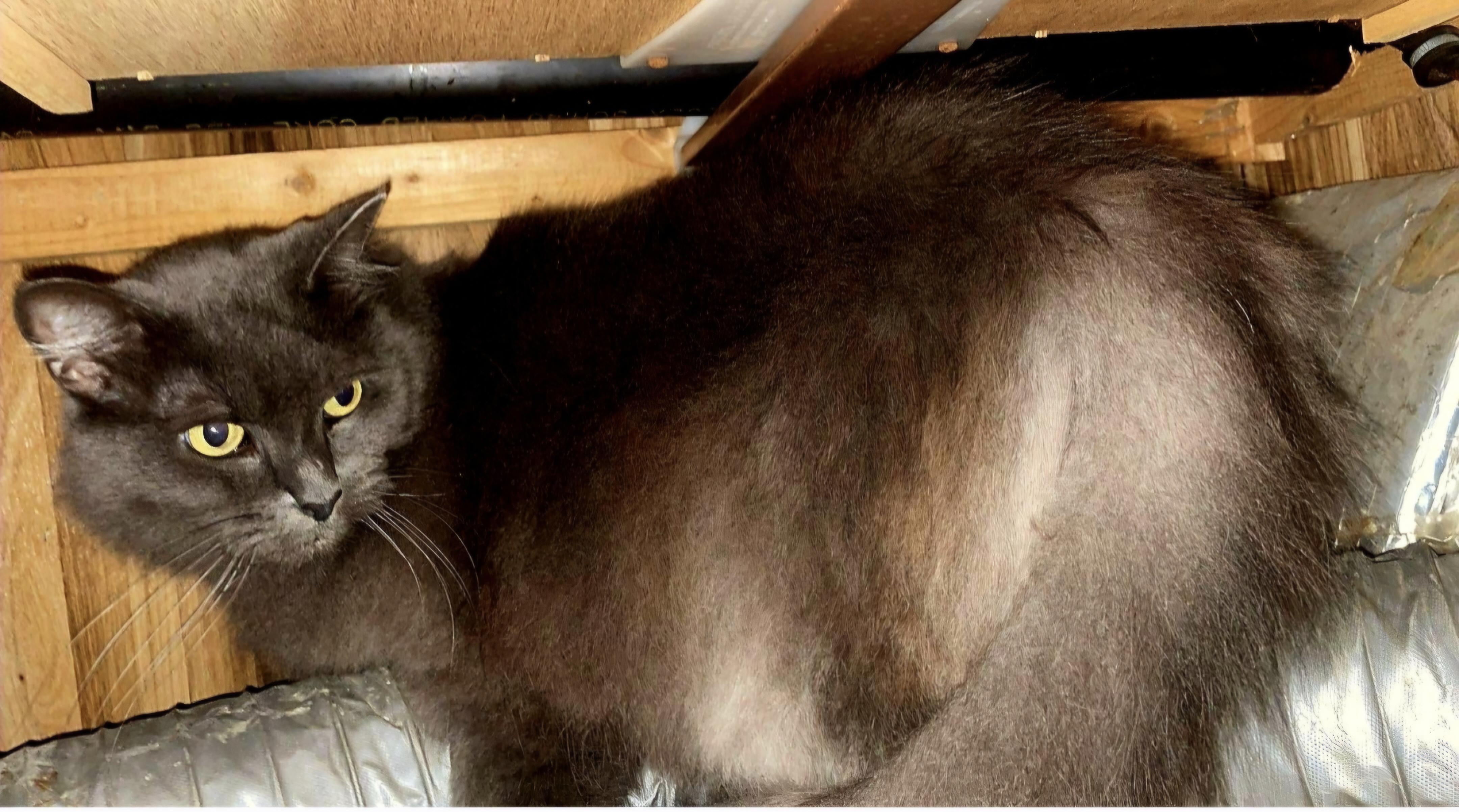 Enlarge Lady, a Adoptable Maine Coon in Chase City, VA image 1/1