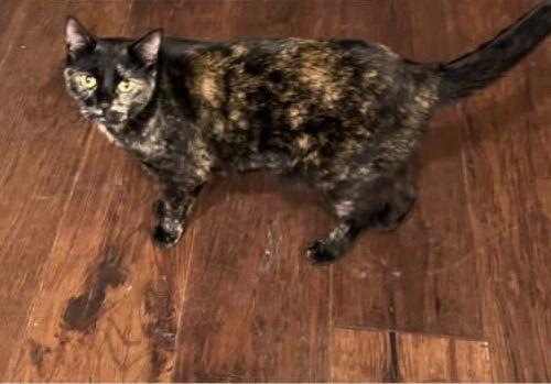 BH - Raven, a Adoptable Domestic Short Hair in Battle Ground, WA image 1/4