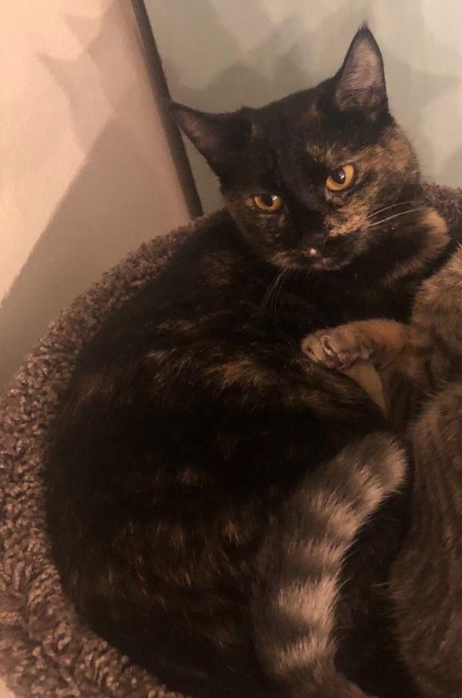 BH - Raven, a Adoptable Domestic Short Hair in Battle Ground, WA image 2/4