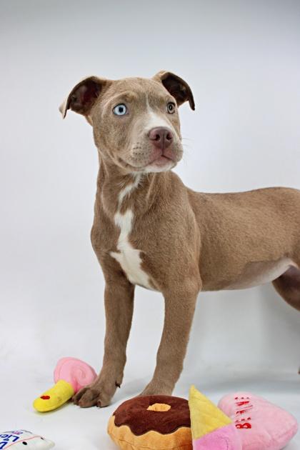 Abby — thumbnail 2